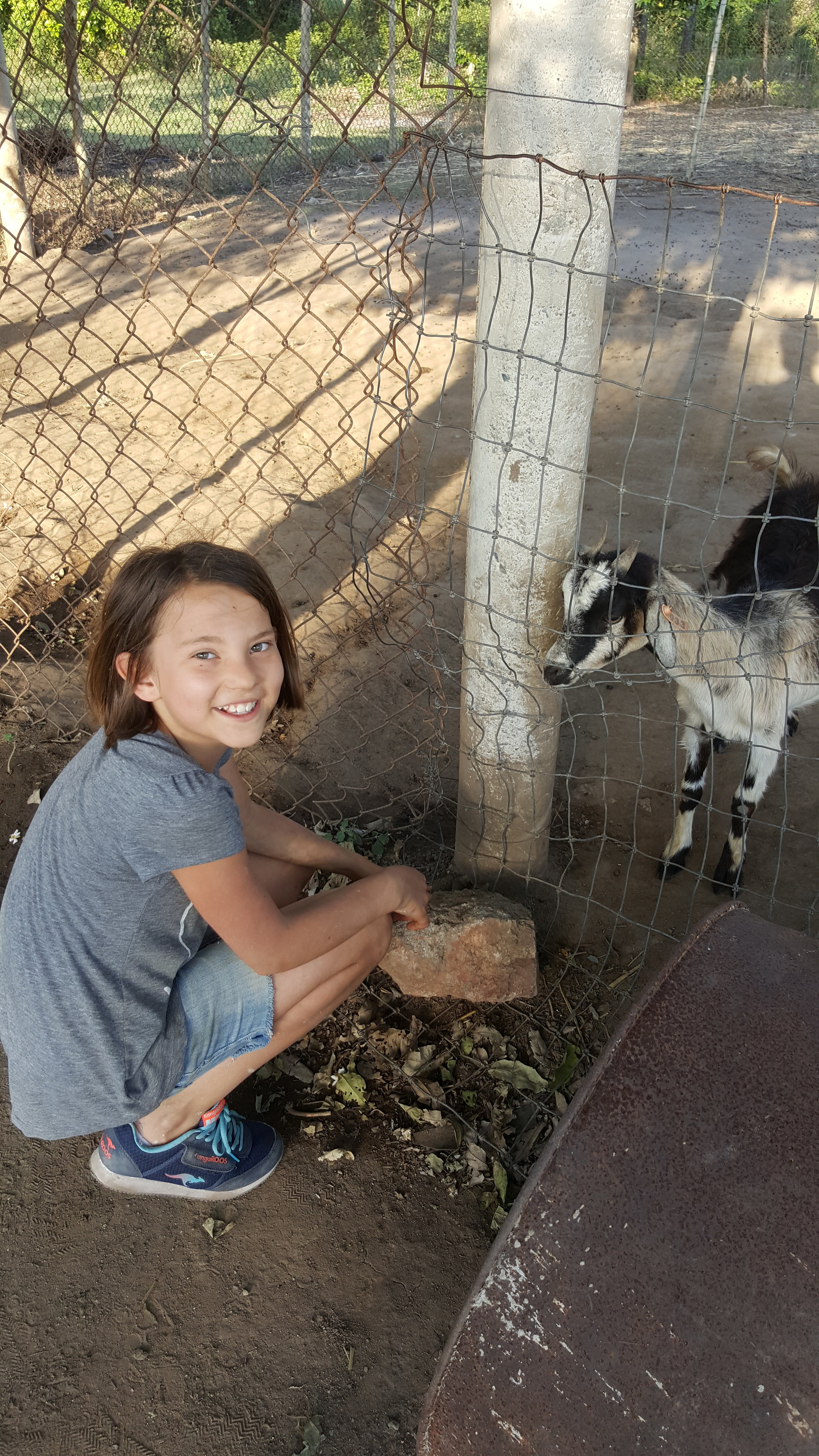  Gia in her happy place.&nbsp; Goats, a kitty and a dog&nbsp; -&nbsp; all to herself! 