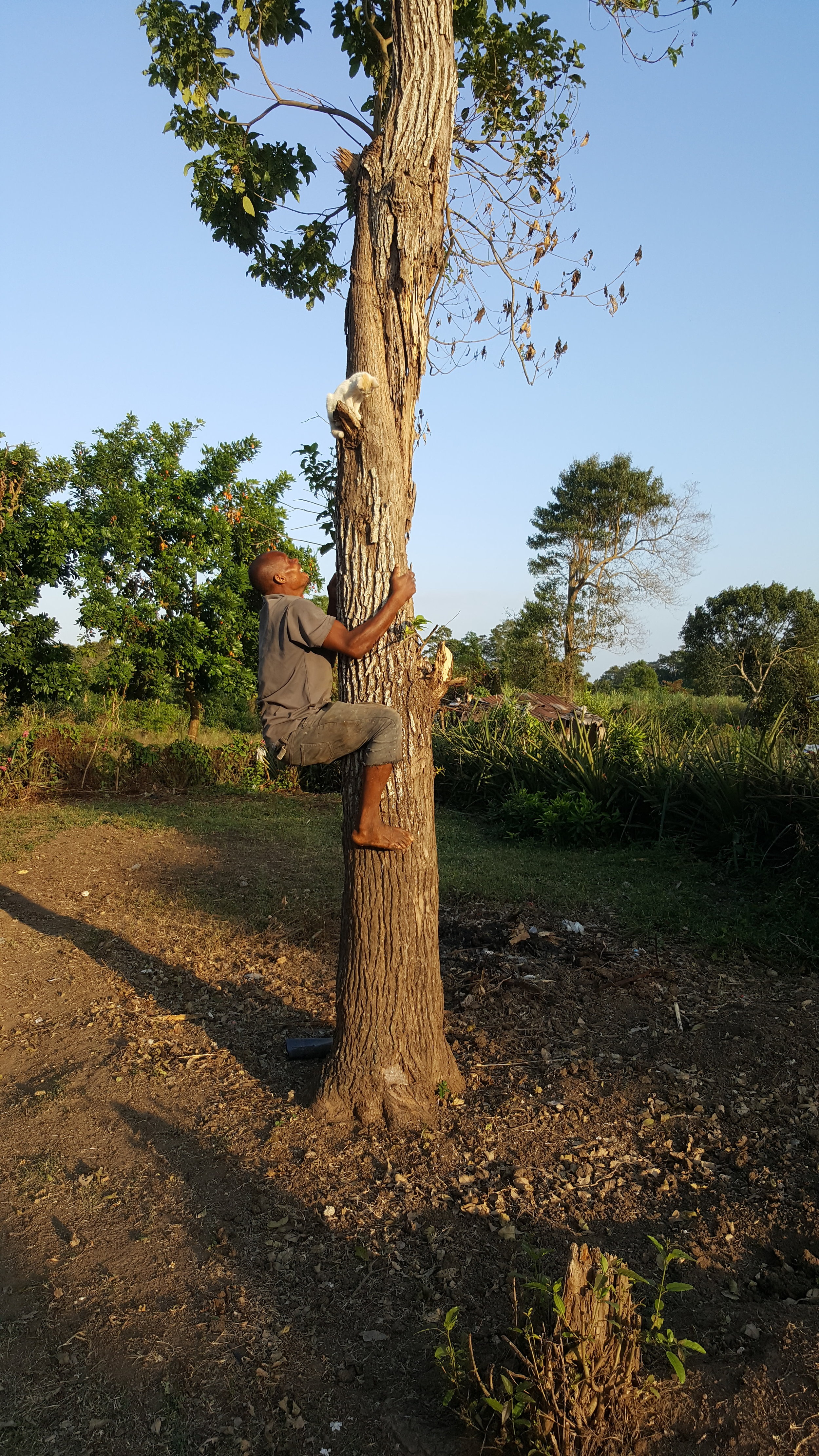  Pistache the kitty got stuck in a tree!&nbsp; But no worries -&nbsp; Wesley to the rescue! 