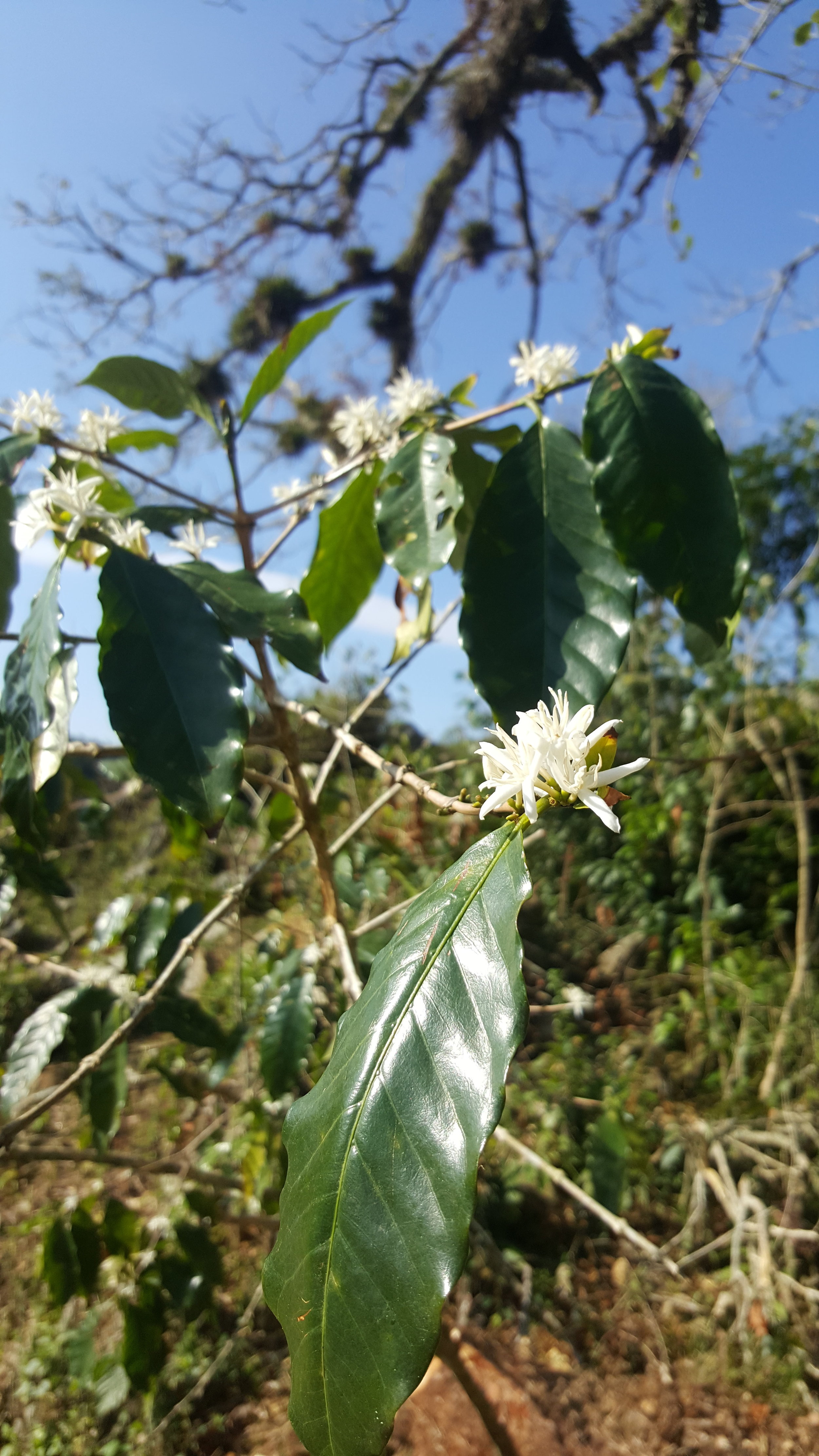  A coffee tree growing on the mountain 