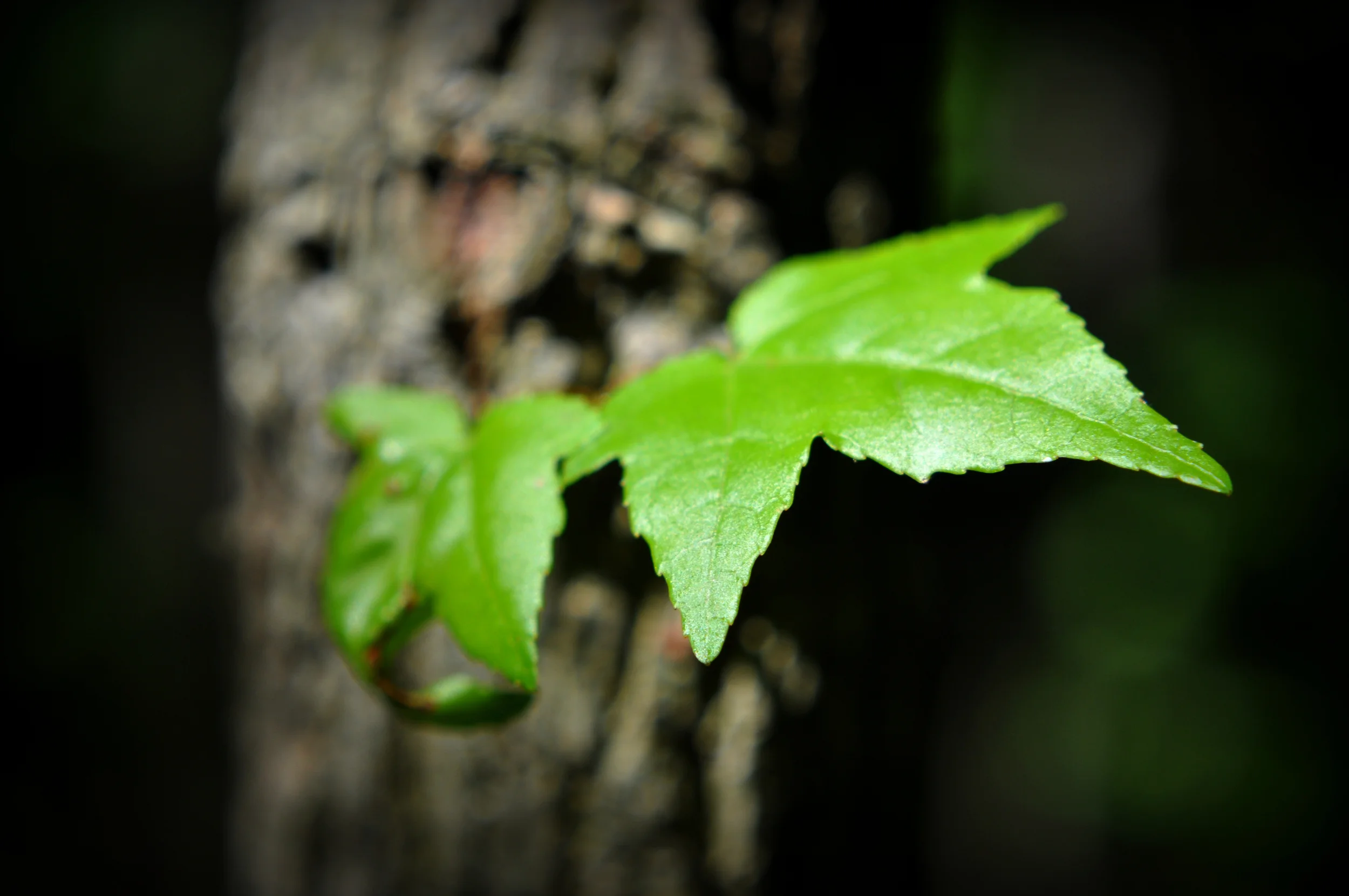 DSC_0087_2.jpg