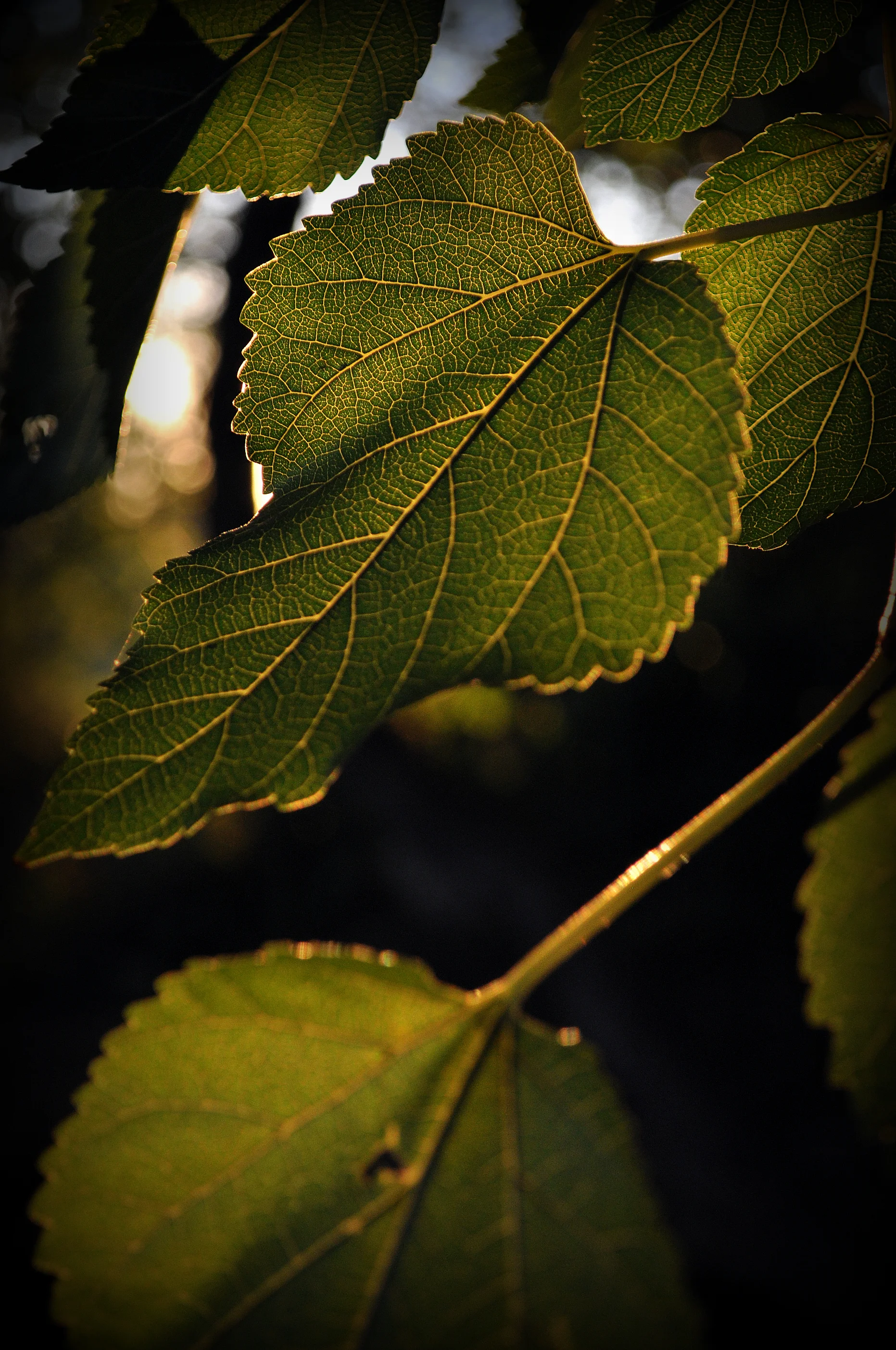DSC_0409_2.jpg