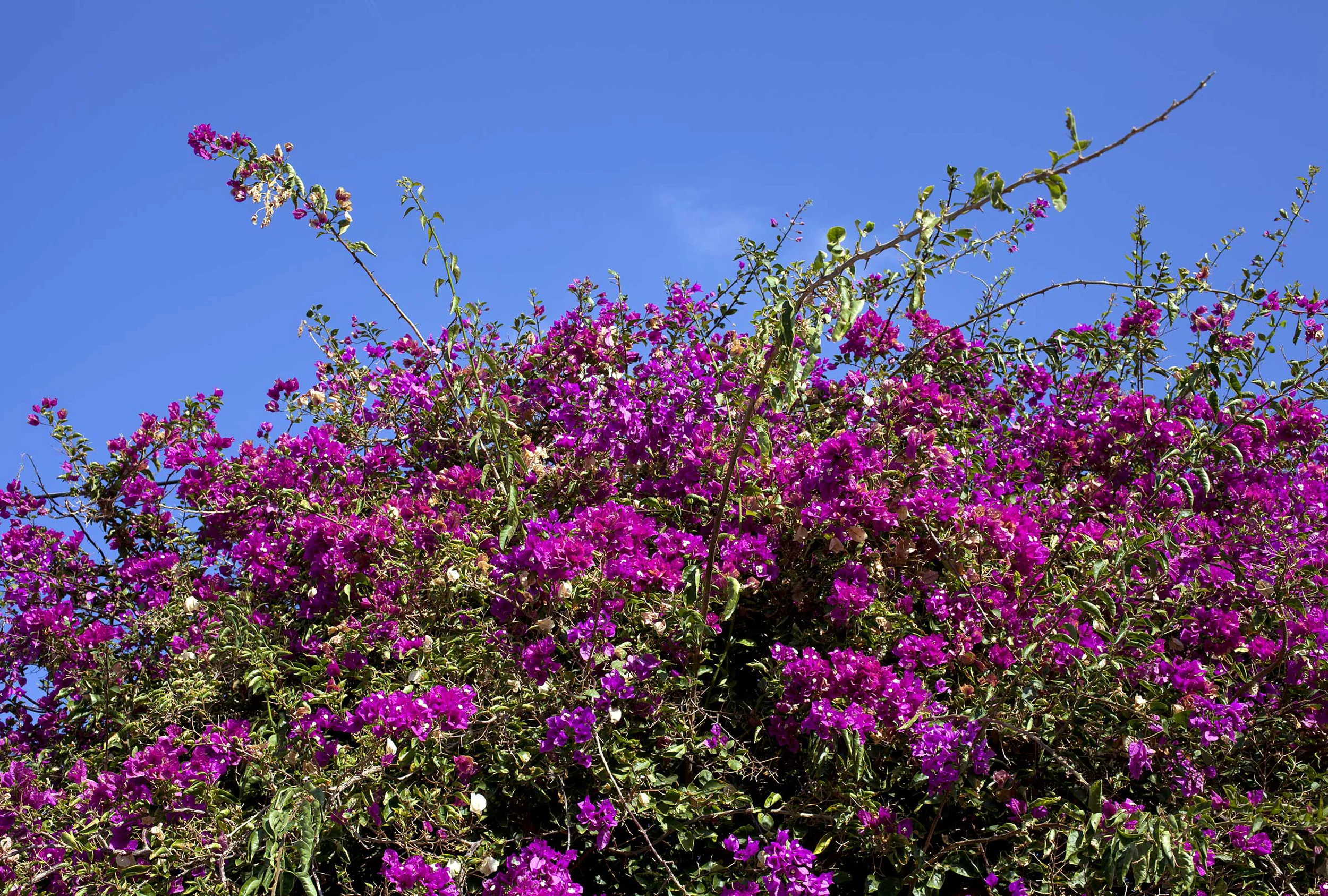 12_20111221_Lanzarote_0229_flowering-shrubbery.jpg
