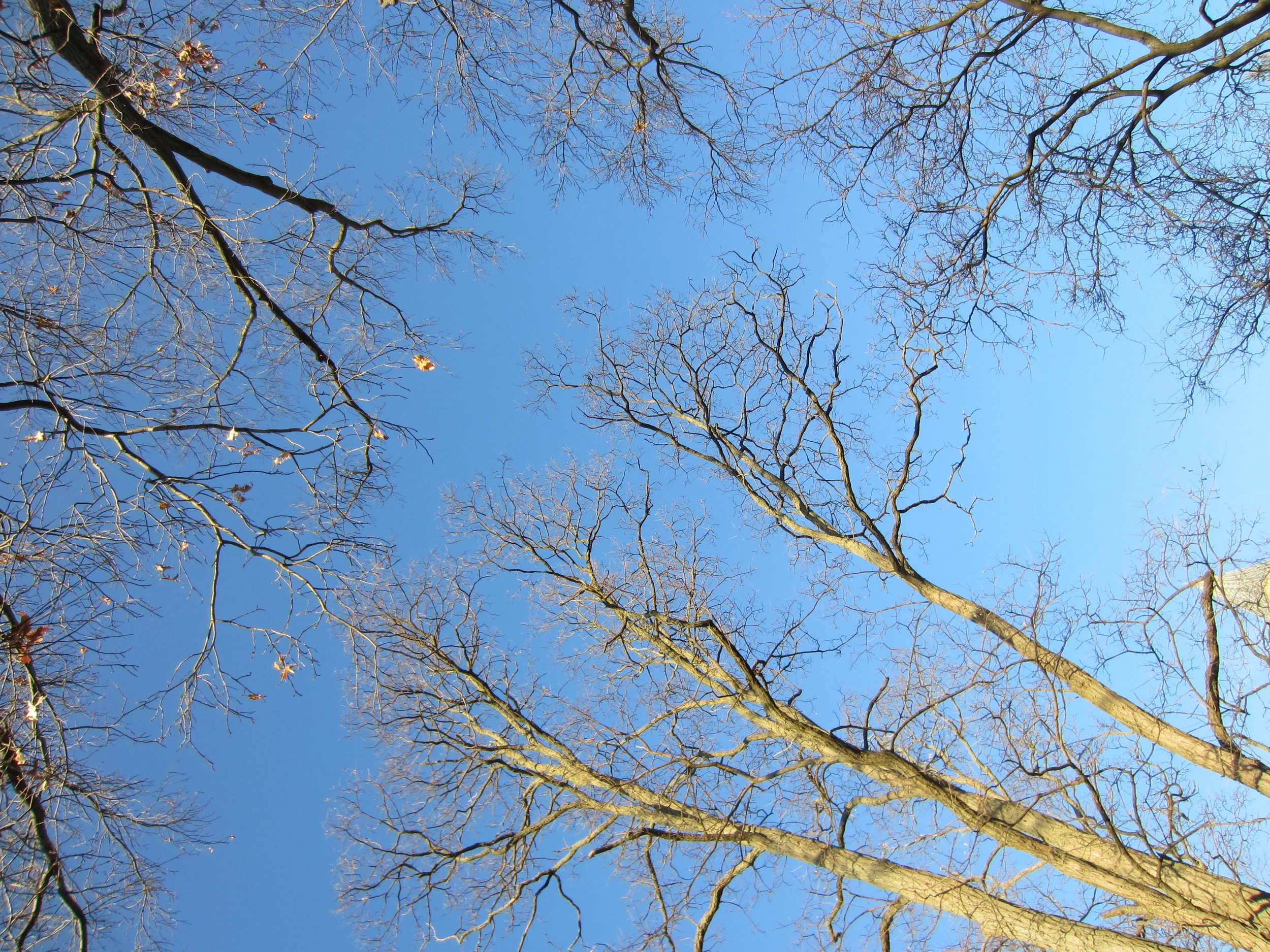 IthacaFall2012 069.JPG