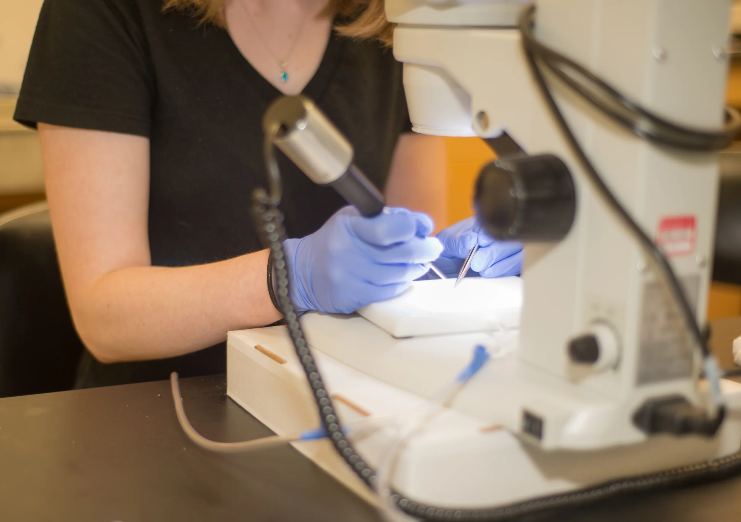 BiologyResearch-KatherineNichols-22.jpg