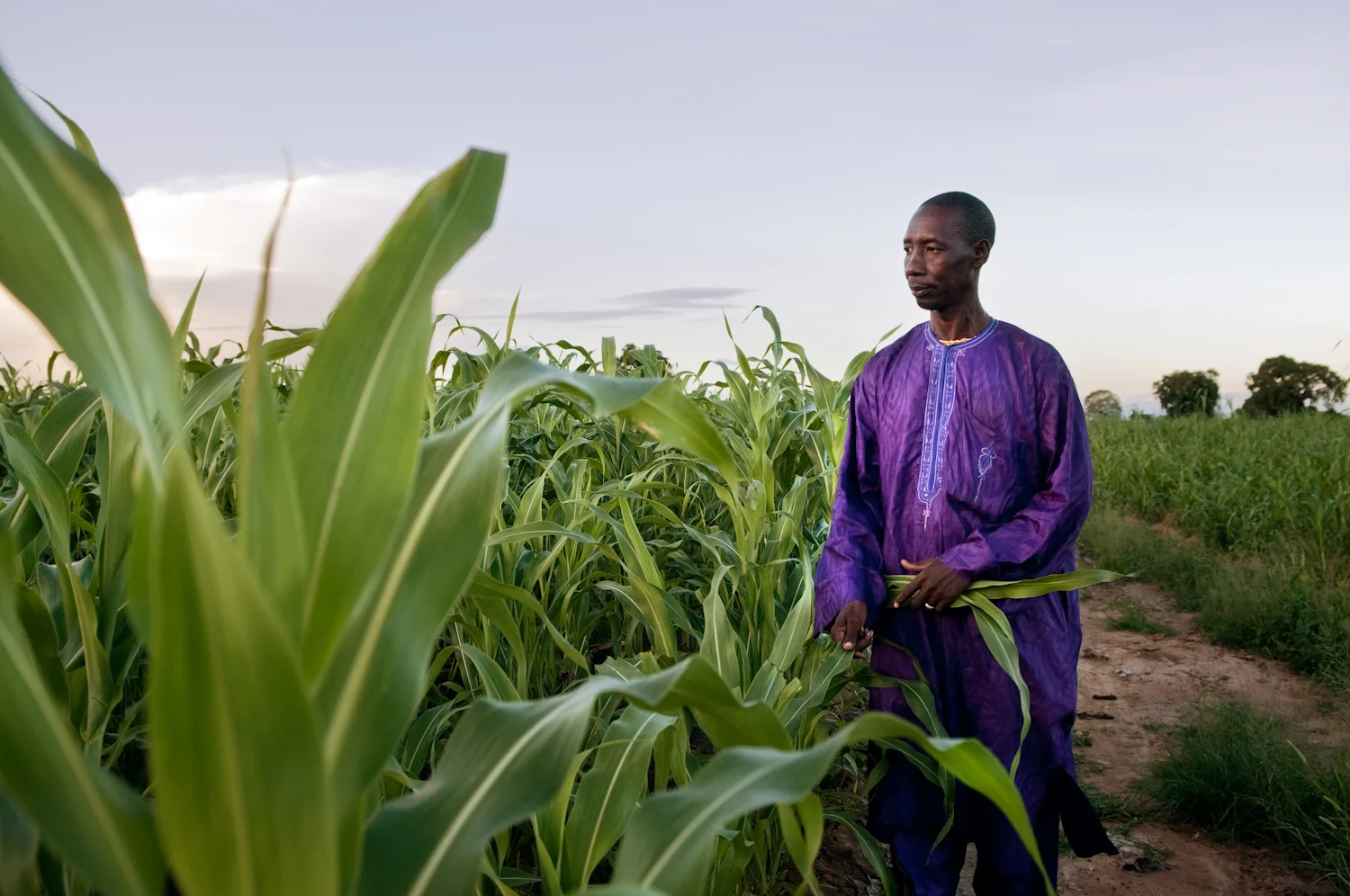 Souaibou Toure stands next to his sorghum field in Cinzana, Mali (for The Guardian).
