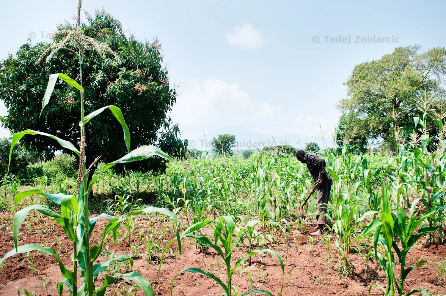 Odora Nakumiya weeds his garden in Panyum Obanlwane Village, Kitgum District.