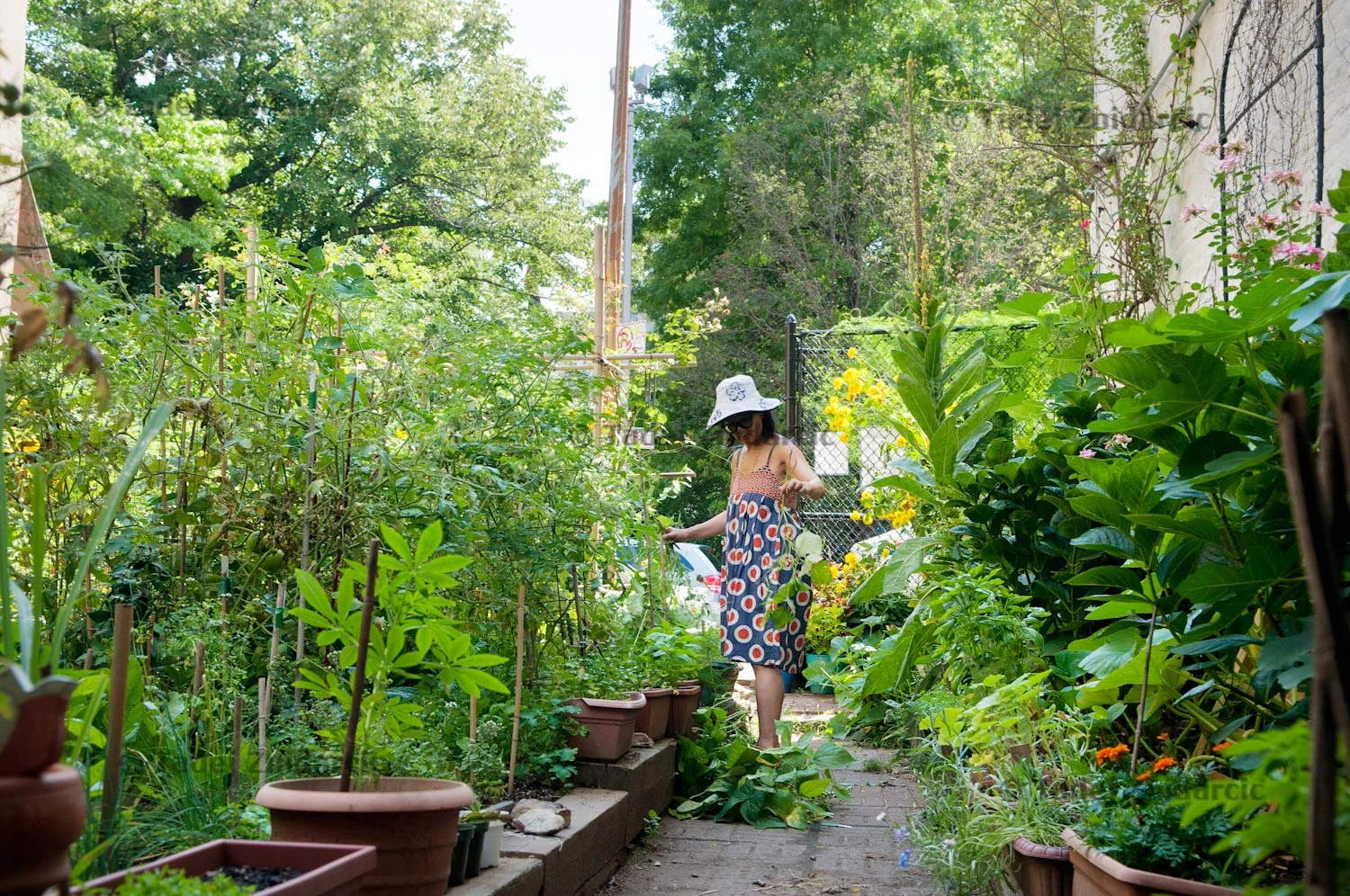Stefani Mar weeds the vegetable beads at El Sol Brillante Jr Garden on E 12th street in East Village, NYC.