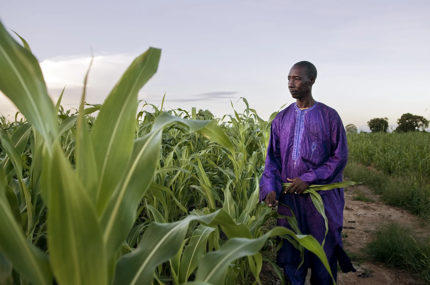 Souaibou Toure, head of a cereal cooperative in his village, stands next to his sorghum field in Cinzana, Mali. (Syngenta Foundation)