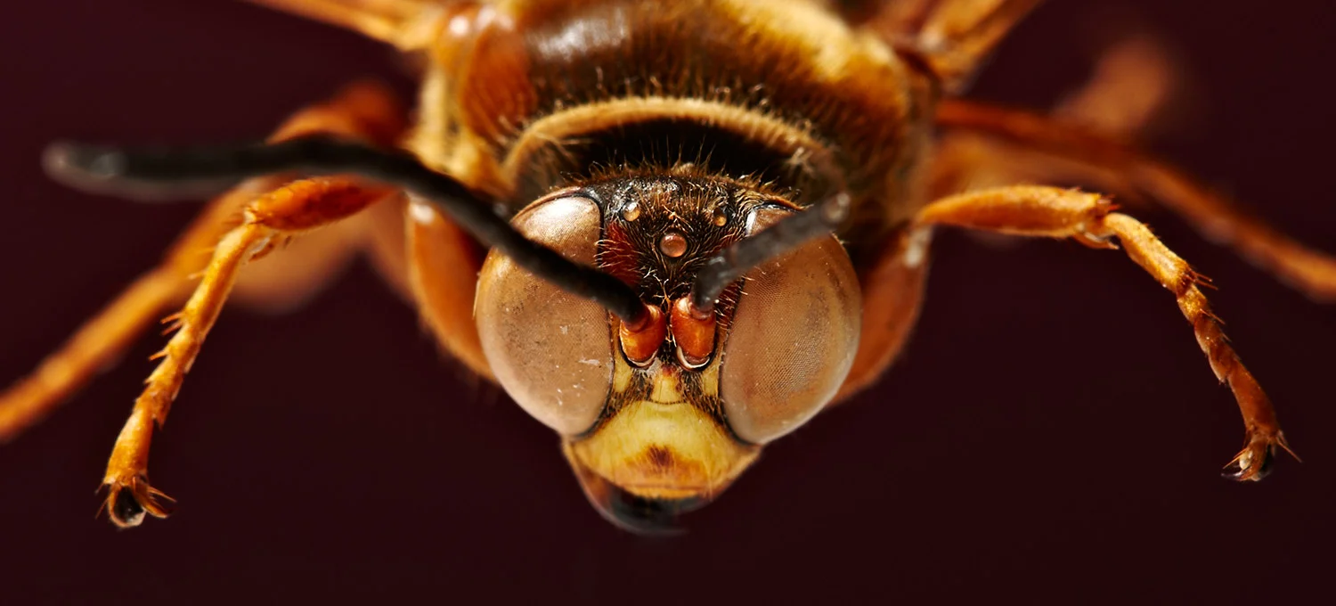 Wasp-2.jpg