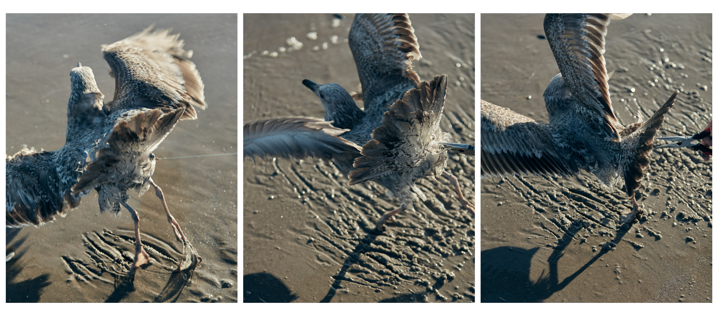 Seagull.jpg
