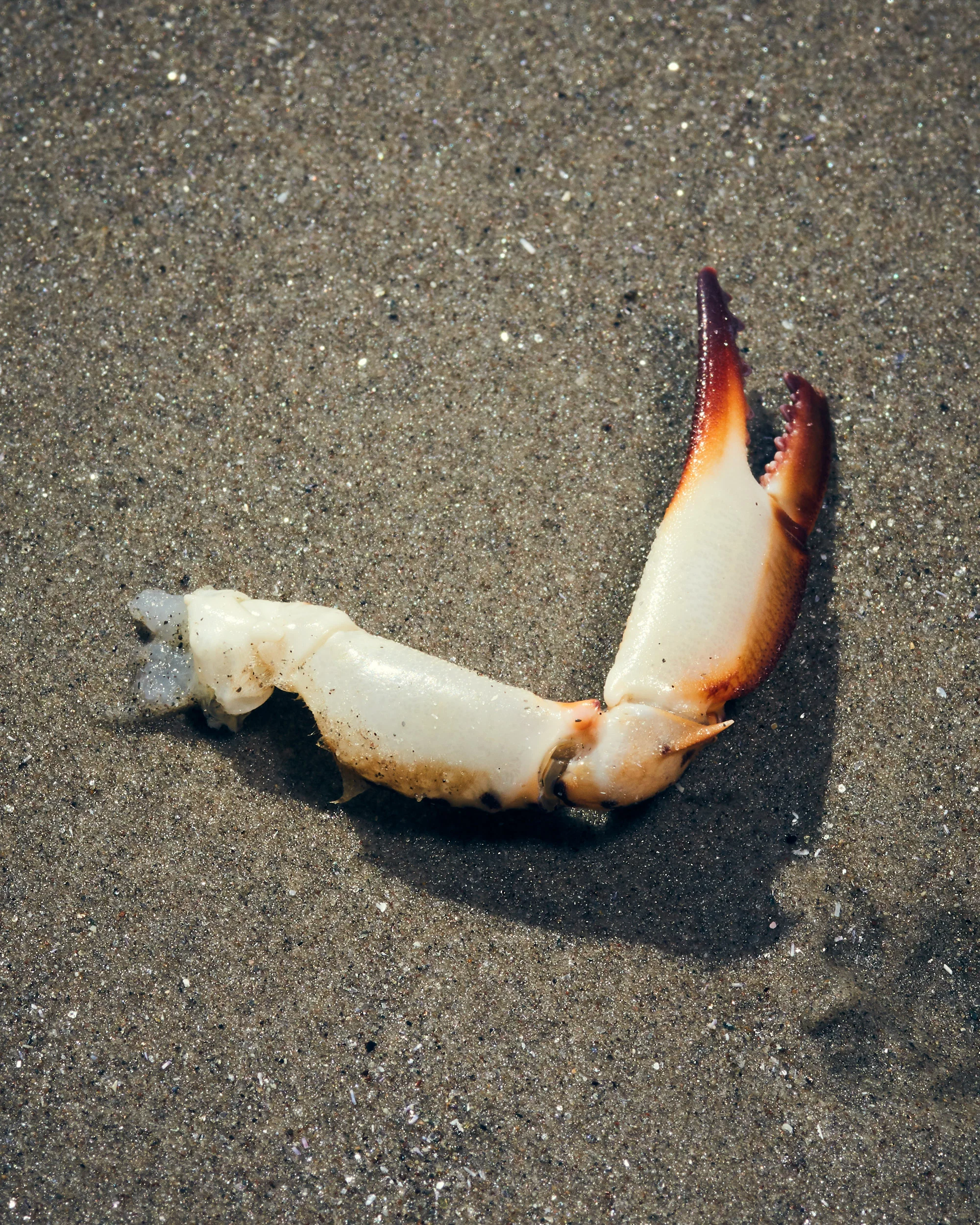Nesteruk-171005-ConeyIsland-469-1.jpg