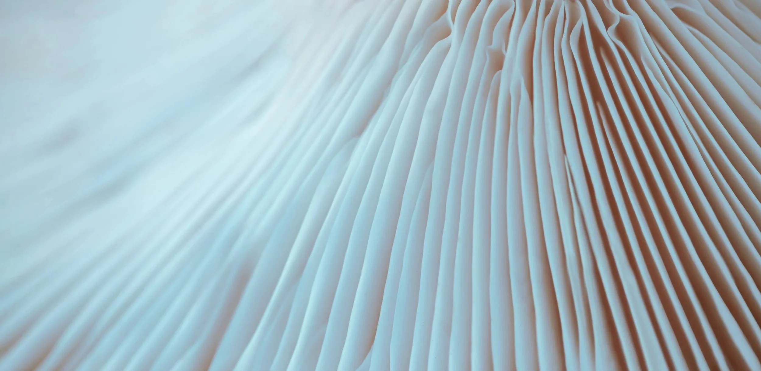 abstract-close-up-of-a-mushroom-gill-structure-2026-03-19-10-40-34-utc.jpg