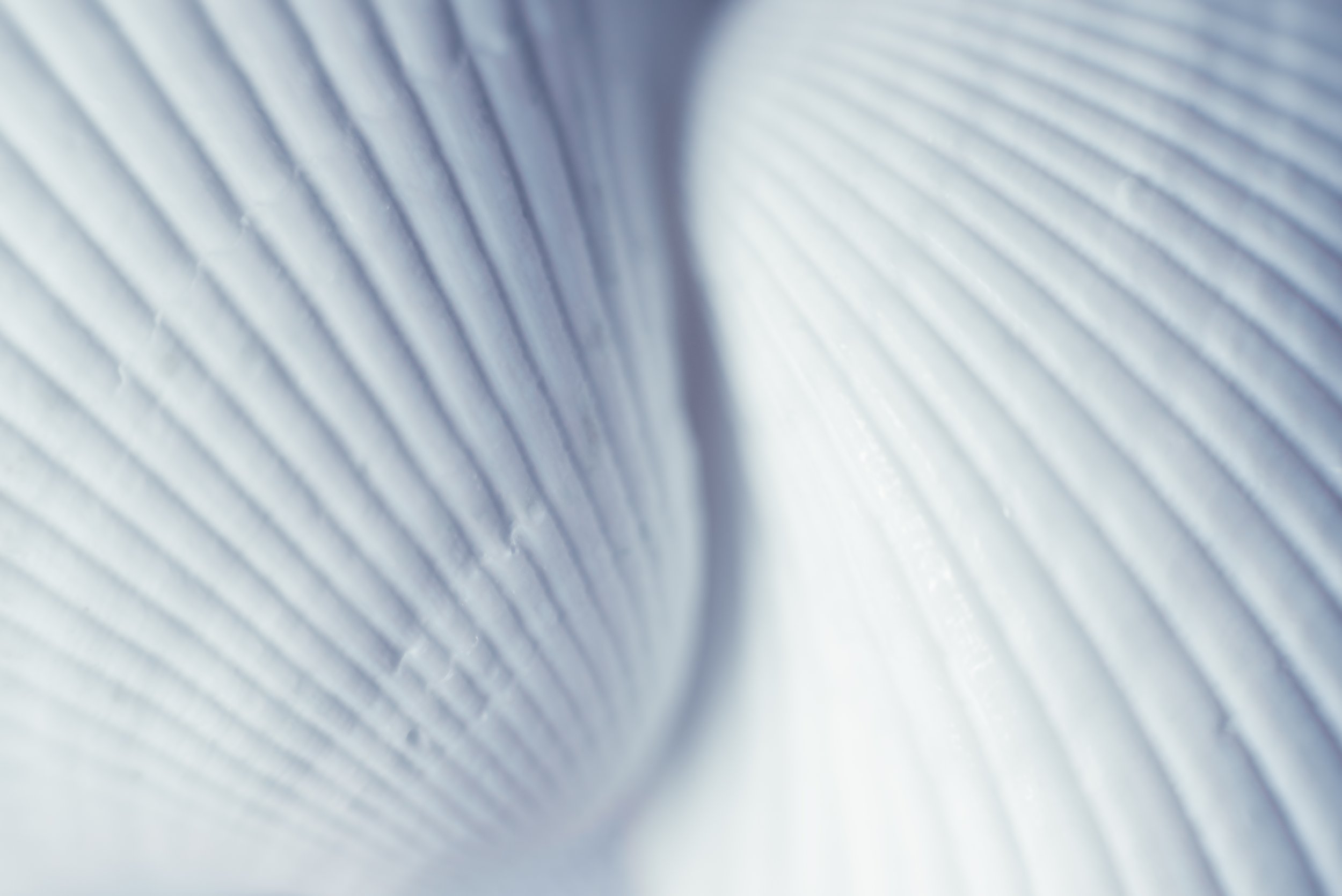 close-up-of-two-ocean-shells-on-white-background-2026-03-17-00-14-19-utc.jpg