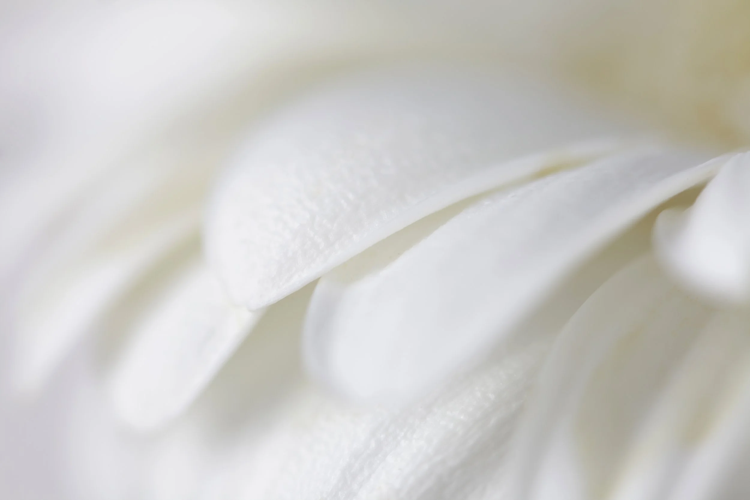close-up-of-delicate-white-flower-petals-2026-01-06-10-55-58-utc.jpg