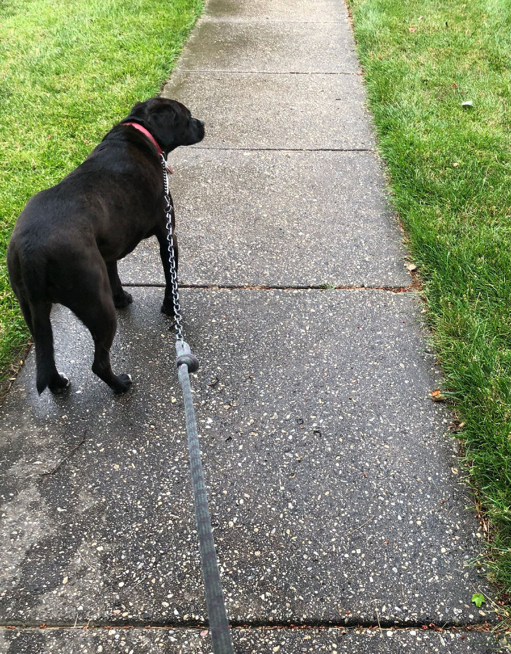 Dog sidewalk.JPG
