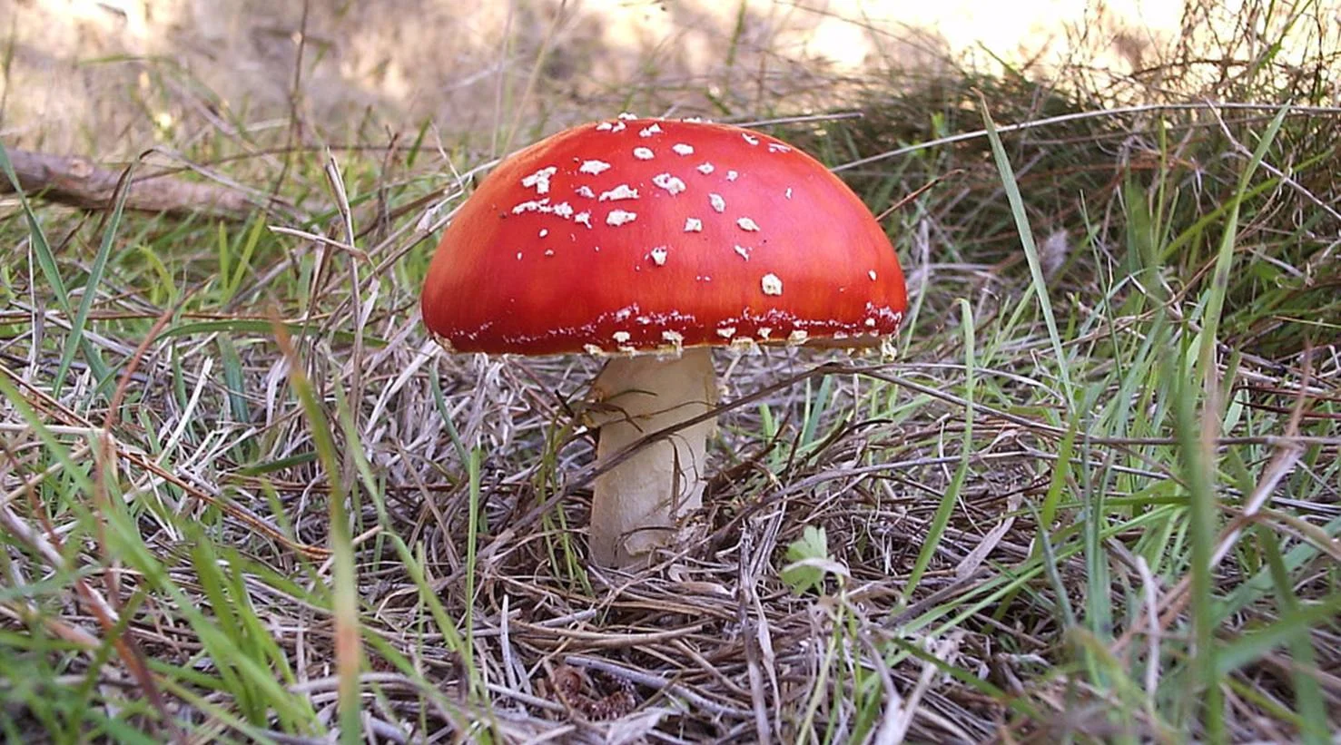 amanita J.P. Elissetche.jpg