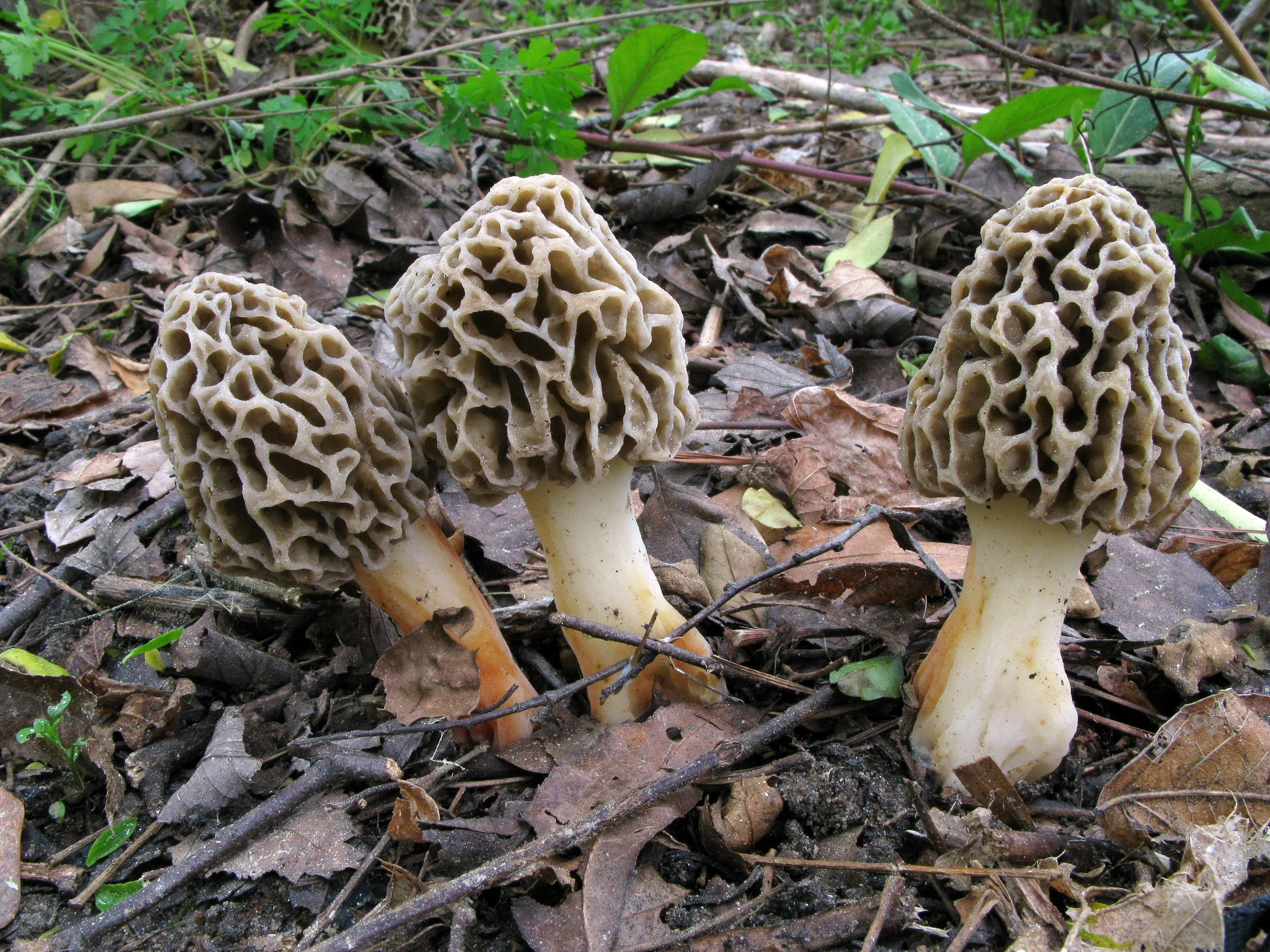 morchella.jpg