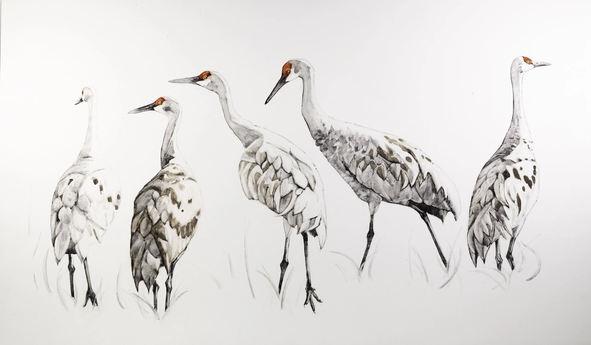  All Our Fancy Feathers / 2026 handmade watercolor on Claybord /  12 × 20 