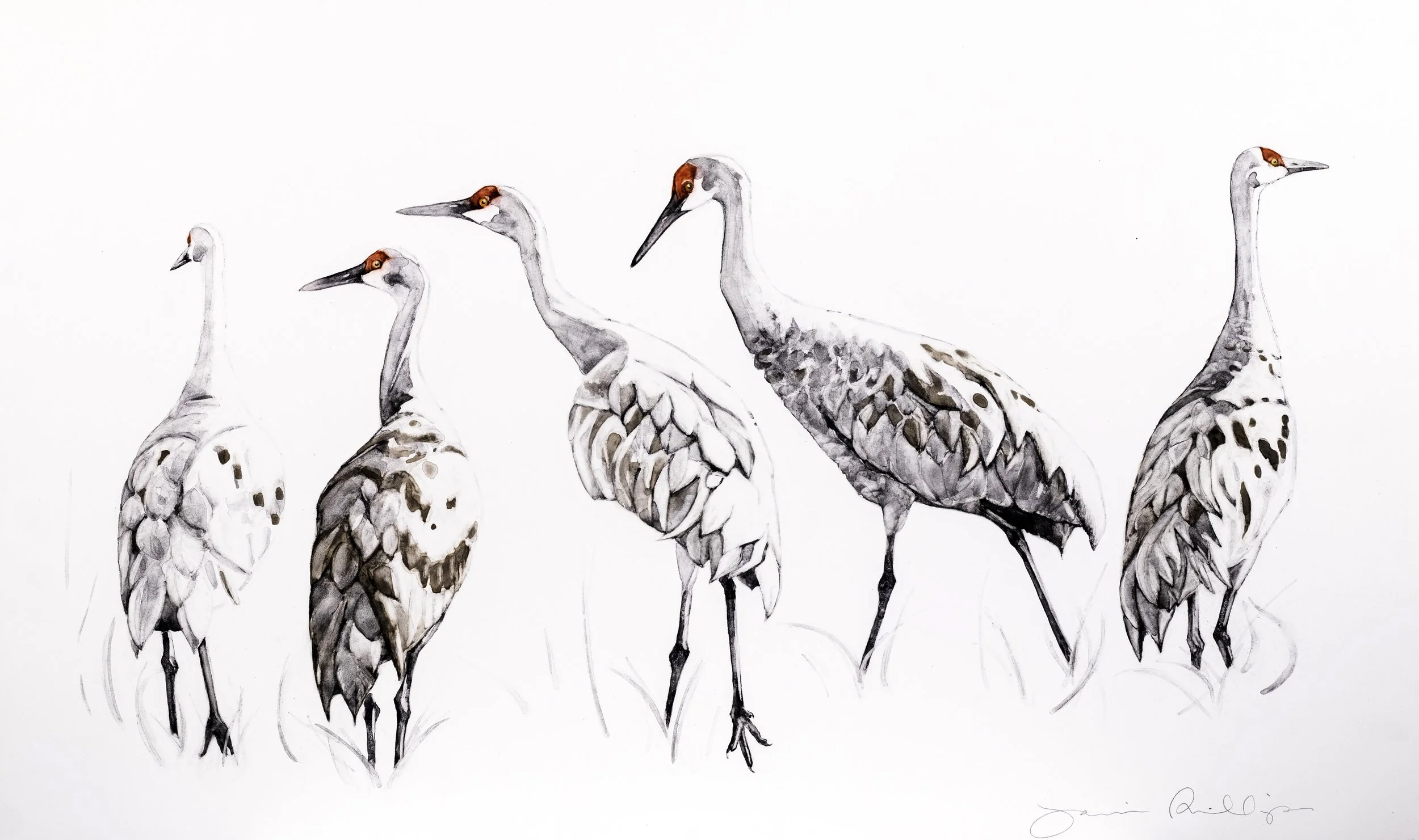  All Our Fancy Feathers / 2026 / handmade watercolor on Claybord /  12 × 20 