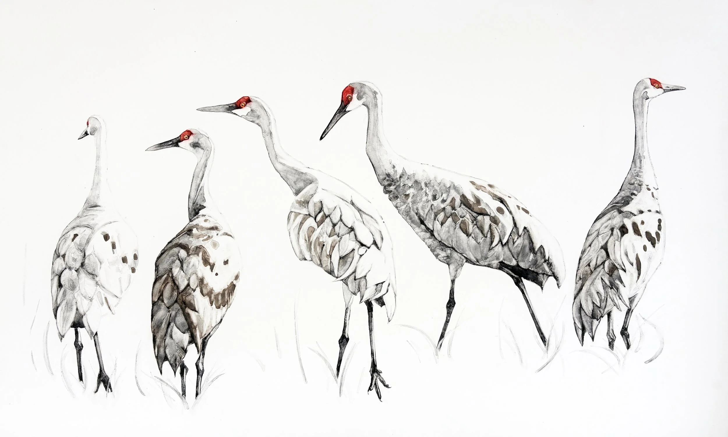  All Our Fancy Feathers / 2026 / handmade watercolor on Claybord /  12 × 20 