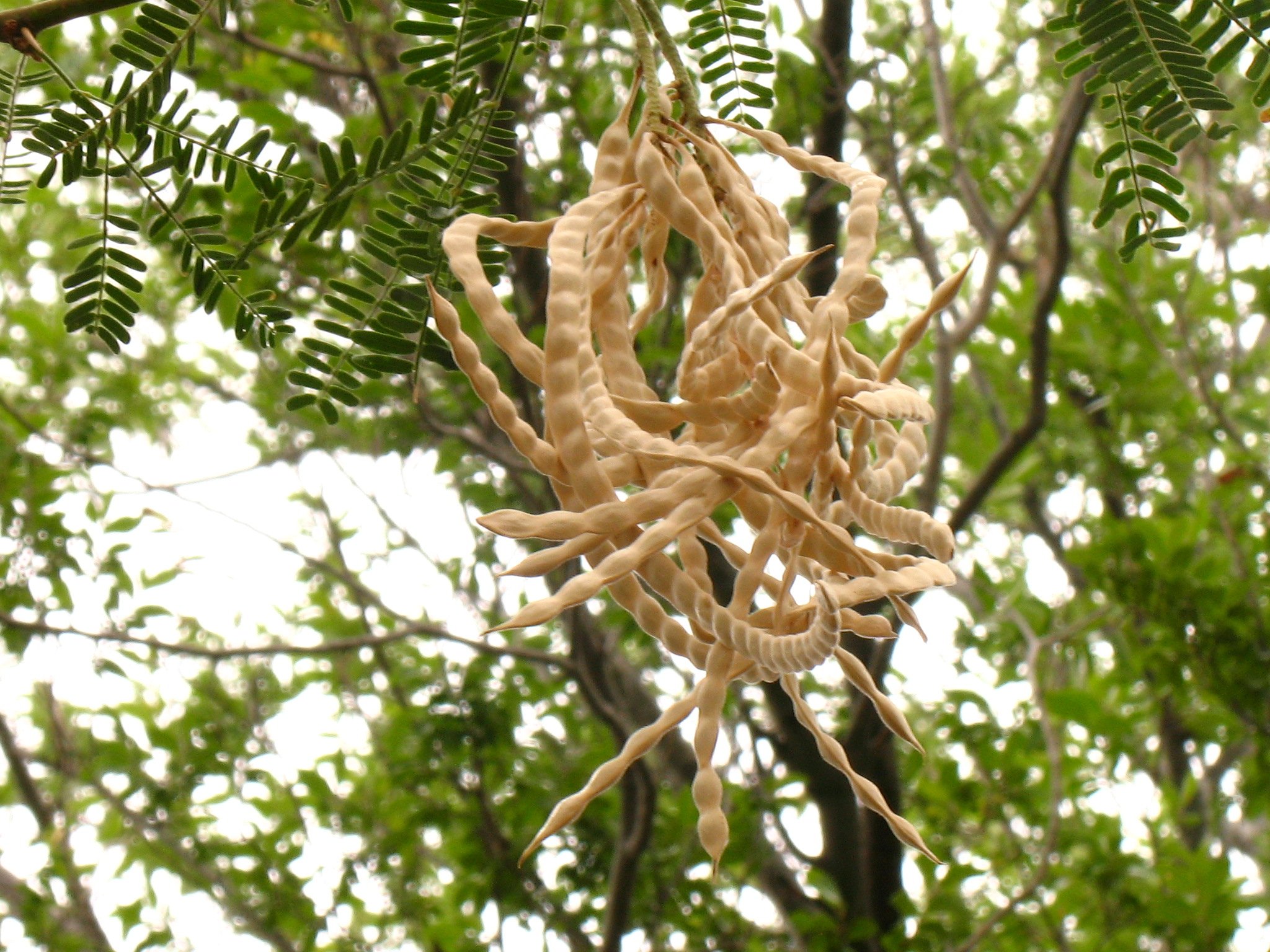 Mesquite Beans