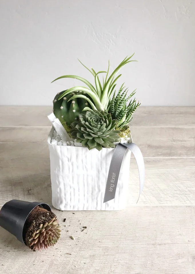 modern succulent