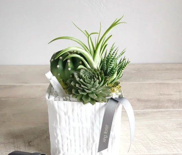 austin tx succulent delivery