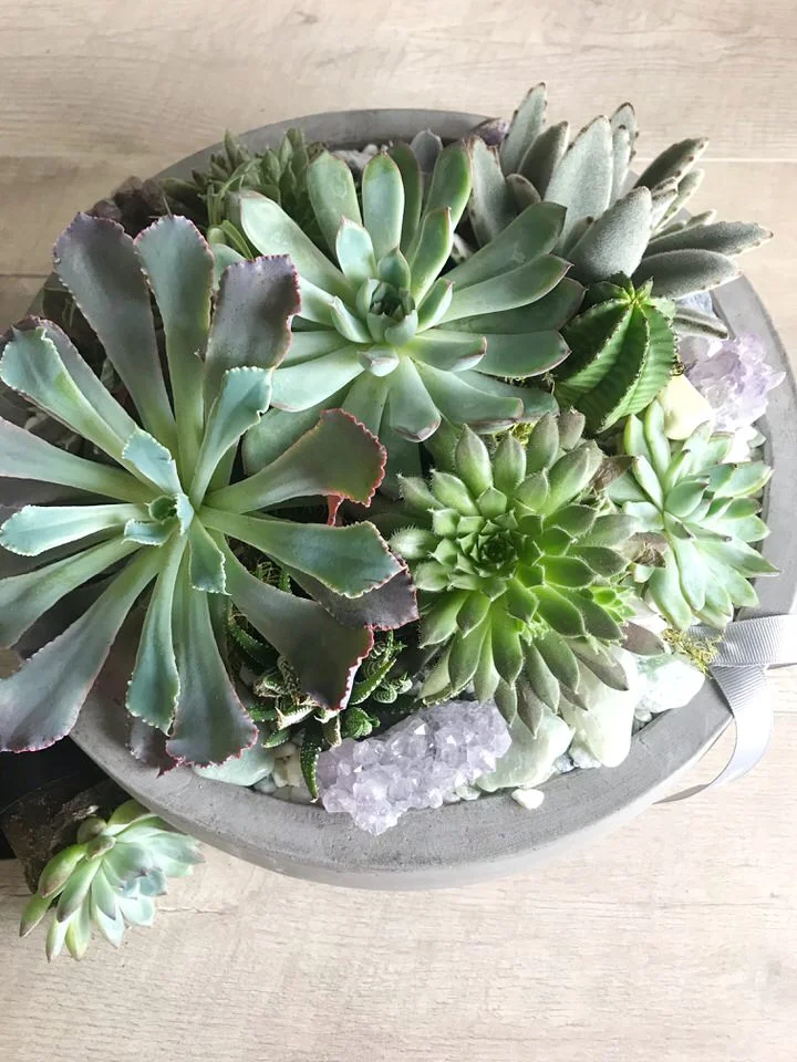 succulent delivery austin