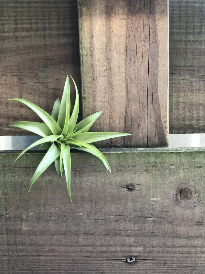 Tillandsia is a petite air plant that most often gets tucked into lush succulent gardens
