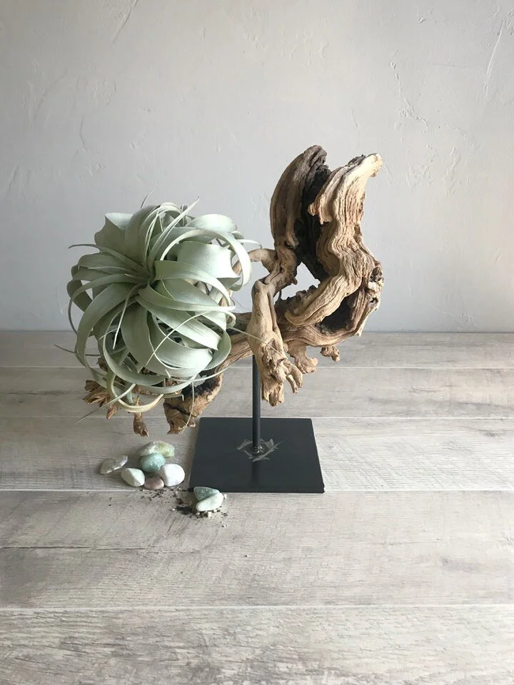 The swirling tendrils of the Xerographica lend itself to this stunning sculptural piece.