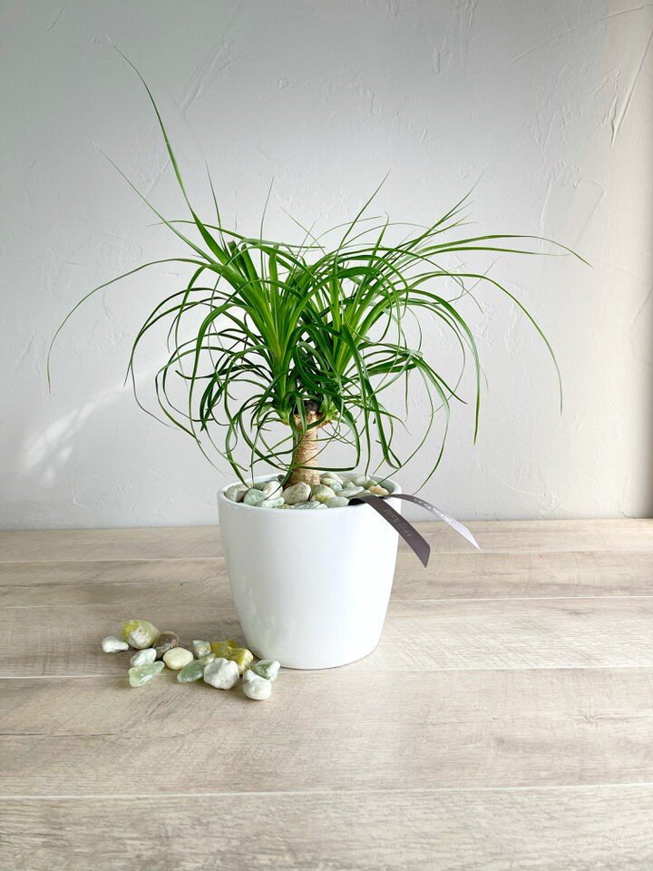 King Florist Best florist in Austin Flowers Delivered Same Day