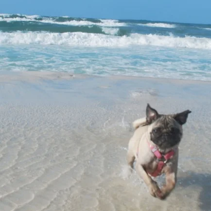 5 Things I Learned From My Dog