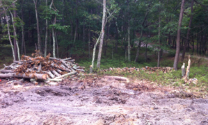 Chipped pine trees, stacked oaks.