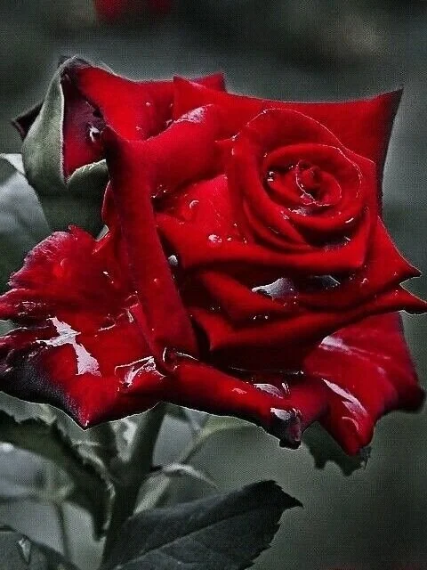 What’s in a Name? A Rose by any other name would smell as sweet.