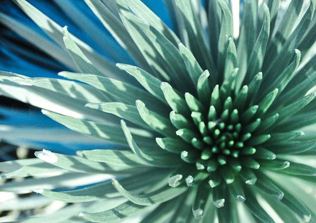 So awesome going through old photos! This is a shot of a Mauna Kea silversword, Argyroxiphium sandwicense subsp. sandwicense, from a few years back🌿🙌🏽 its cousin the Haleakala silversword is featured on.. you guessed it... 😉our Haleakala towel!! 