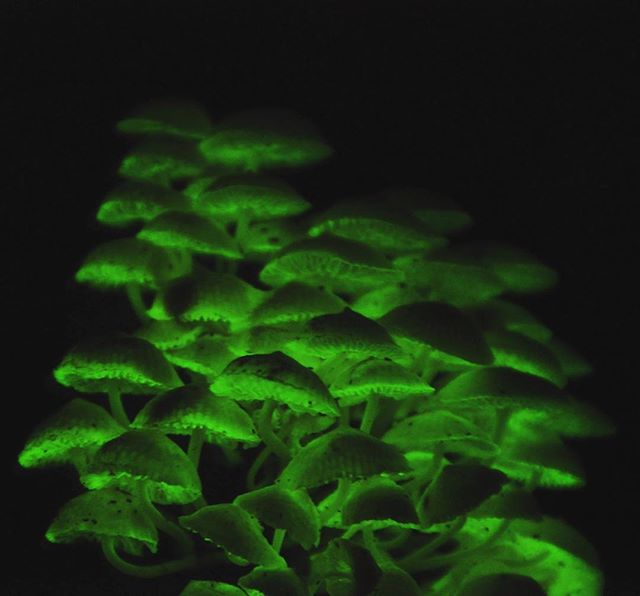 It’s amazing the things you can find in your own back yard if you look around a bit👀🥾 we spotted these Mycena manipularis growing on rotting logs under a mango tree a few weeks back! They only lasted a few days but it became quite the attraction✨✨ #teatowels #cultivate #kauai #mushrooms #bioluminescence