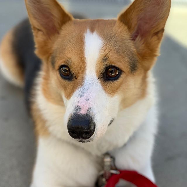 This one. No filter needed. #pembrookewelshcorgi