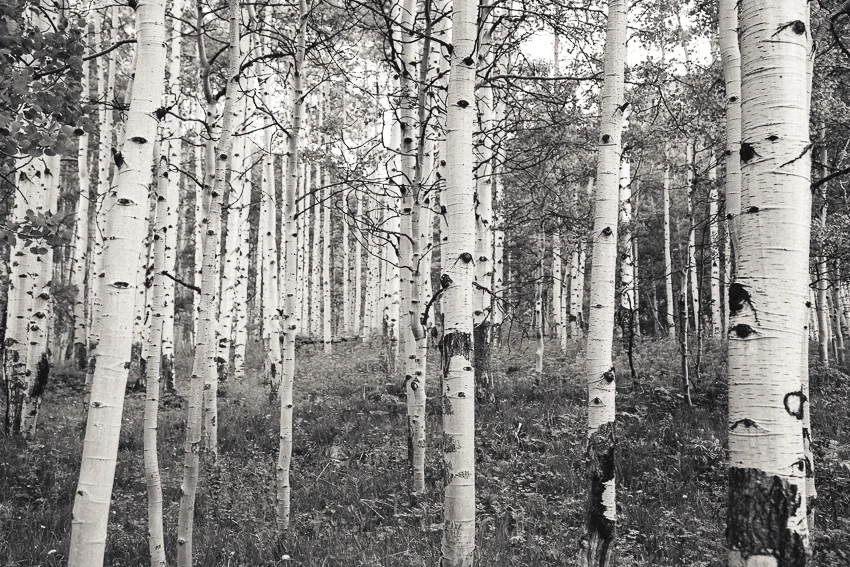 Aspen_Blog-15.jpg