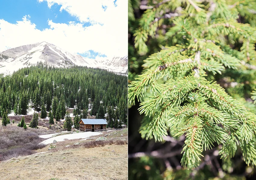 Aspen_Blog-102.jpg