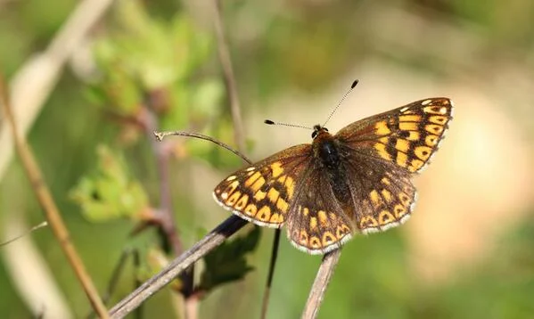 Duke of Burgundy © Stephen Rutt