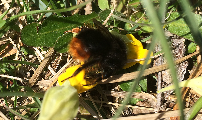 Bombus ruderarius (Red-shanked Carder-bee): a bad photo, but at least you can see the important bits! © Stephen Menzie