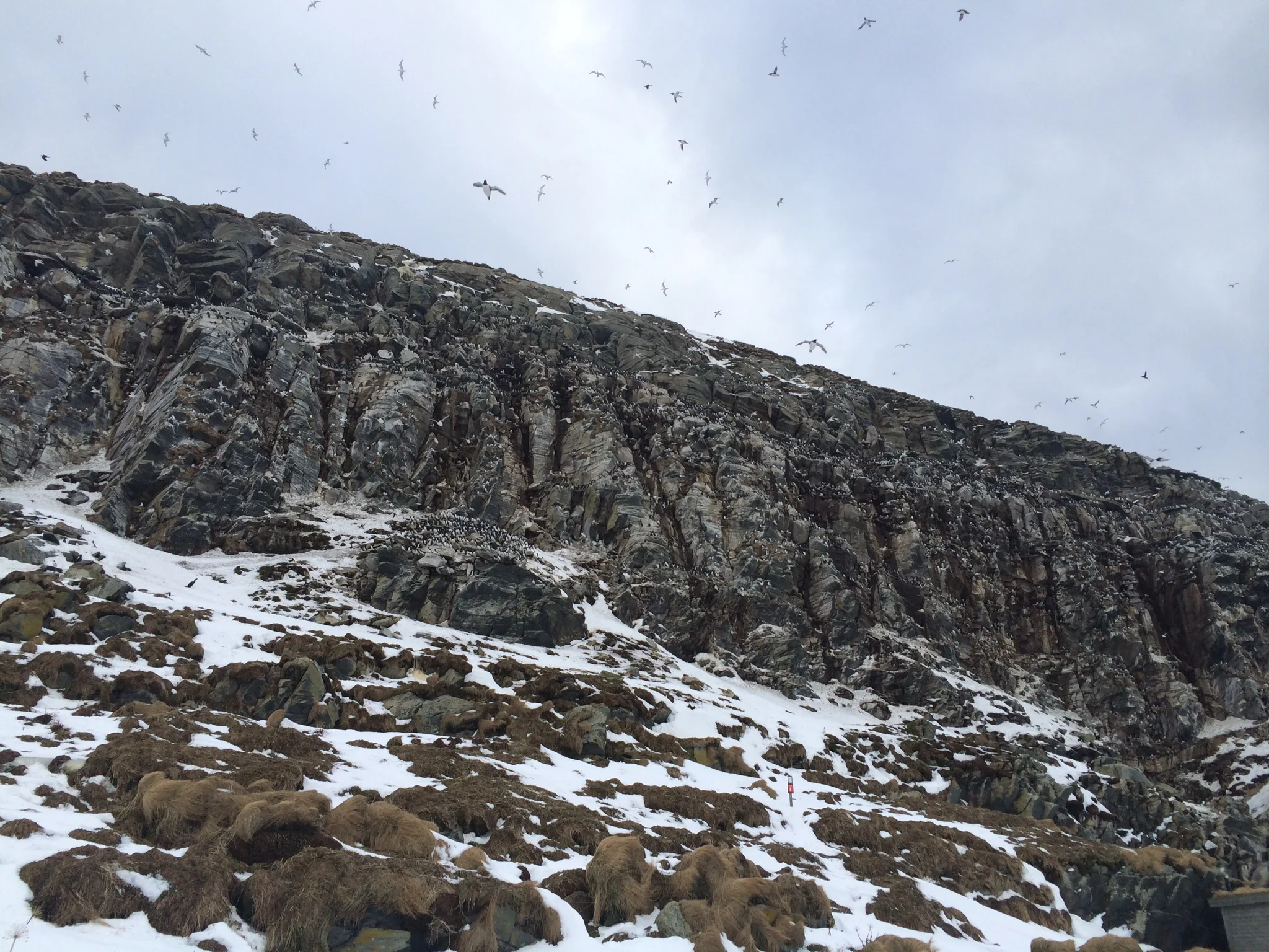 Birding north of the Arctic Circle © Fiona Barclay And herping on the Balearics:
