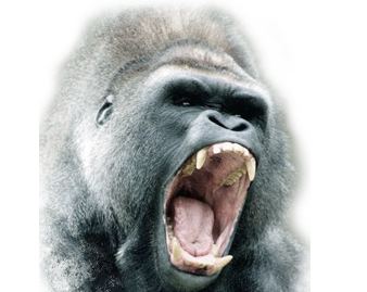 gorilla.png