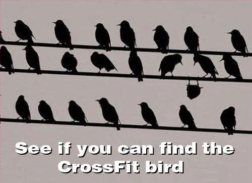 funny_crossfit_bird.jpg