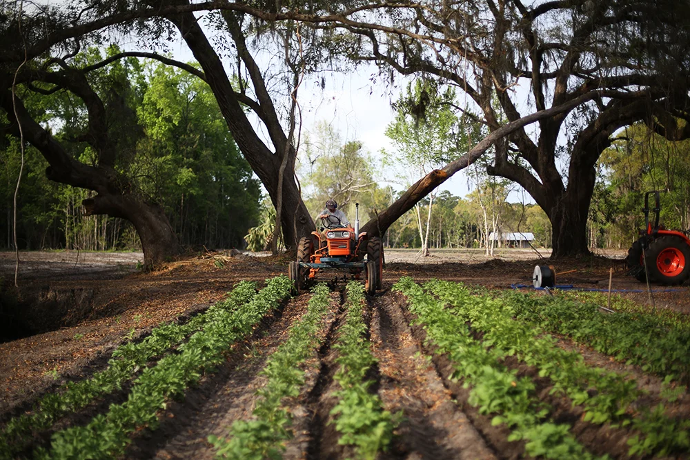 Hilling Potatoes