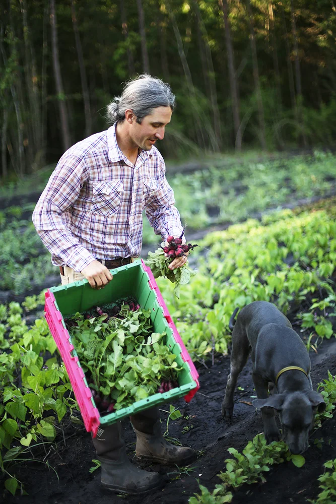 Radish Harvest with Waylon
