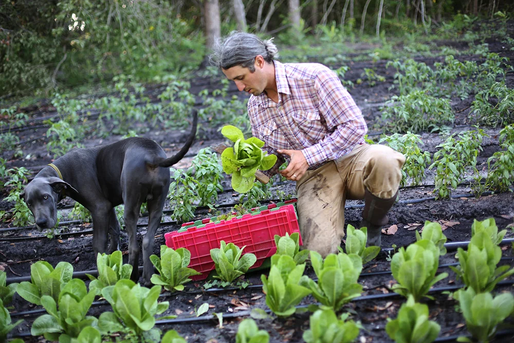 Lettuce Harvest with Waylon