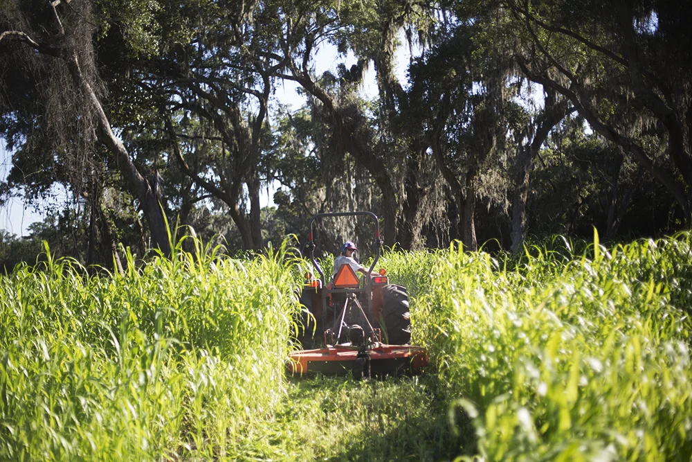 Mowing Sudex Cover Crop
