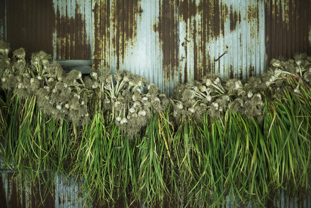Drying Garlic at Canewater North, 2014