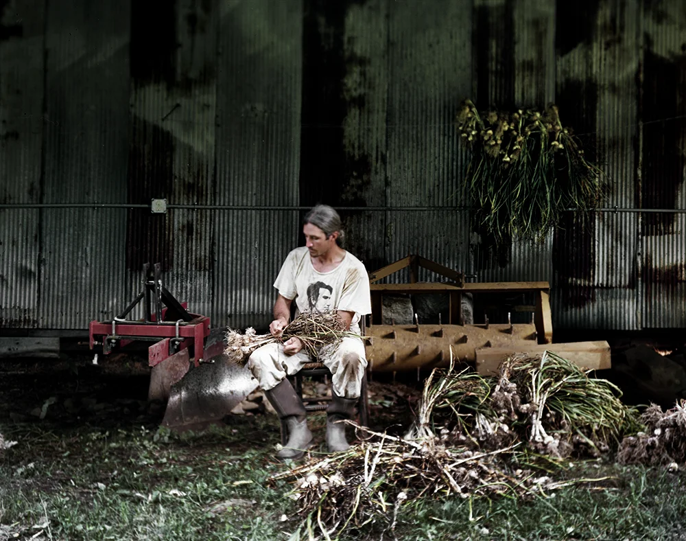 Drying Garlic at Canewater Appalachia